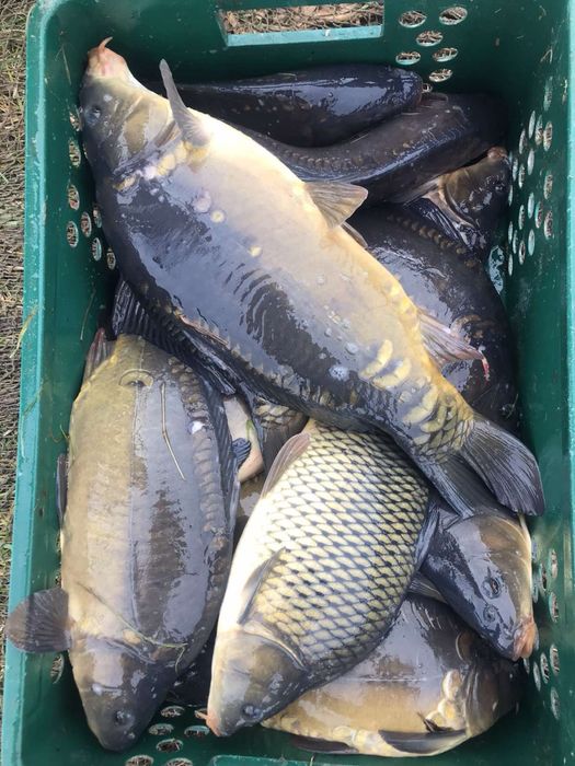 Продам живу рибу