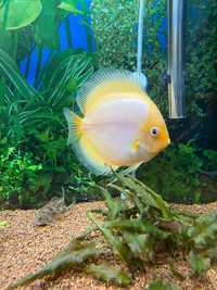 Discus adultos de 15 cm a 20 cm