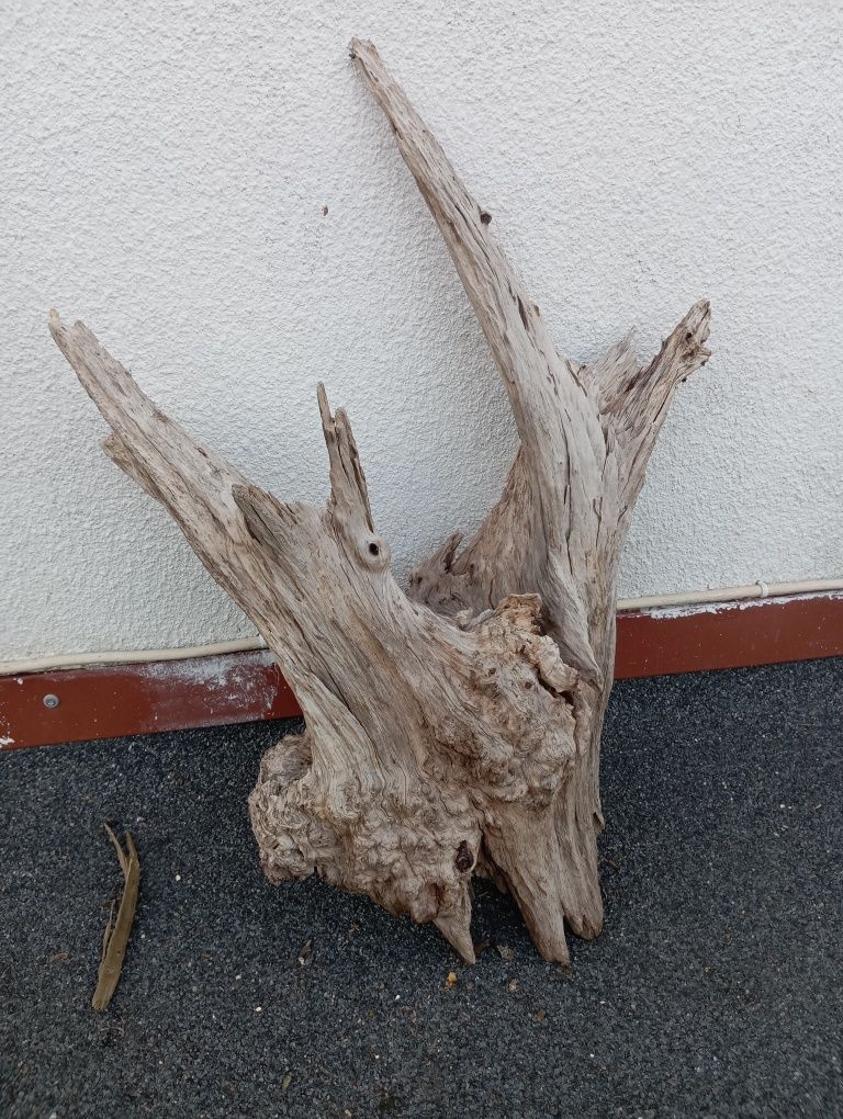 Korzenie do akwarium cd ,terrarium duży wybór !