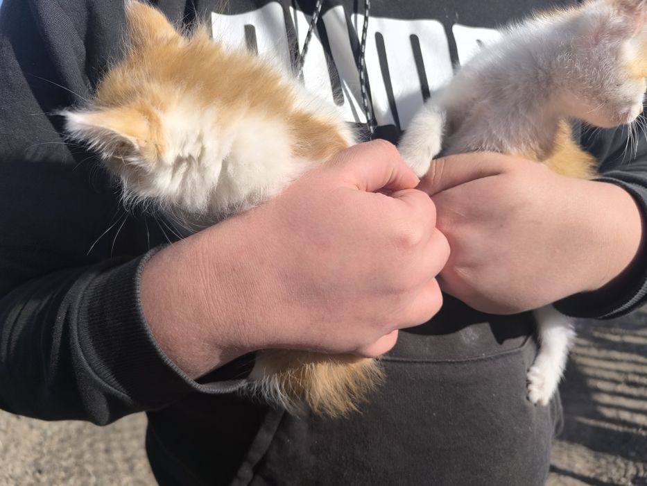 Dwa puchate kotki szukają  domku
