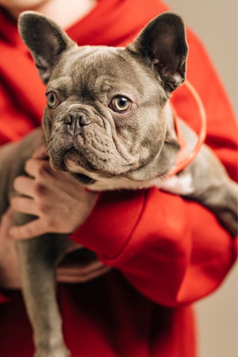 Французський бульдог Вязка. Хлопчик