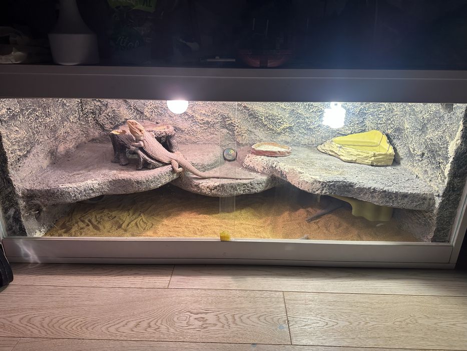 Terrarium i dwie agamy brodate