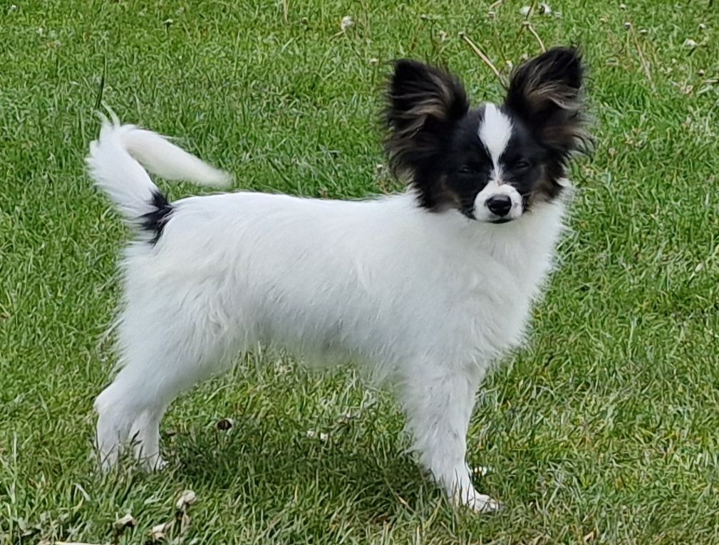 Piesek papillon spaniel kontynentalny miniaturowy .