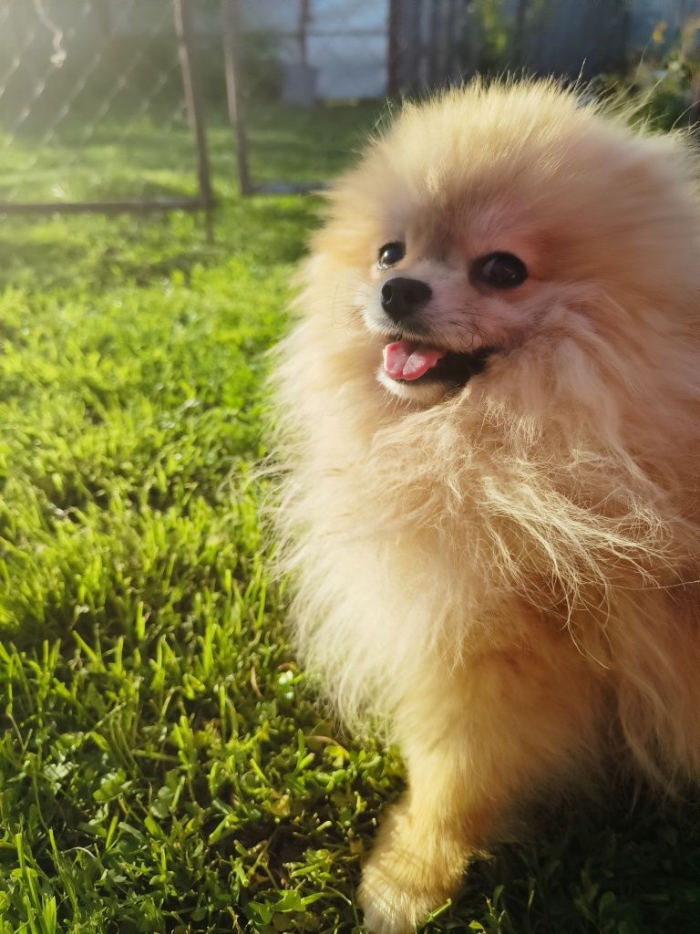 Шикарний підрощений міні хлопчик пом шпіц