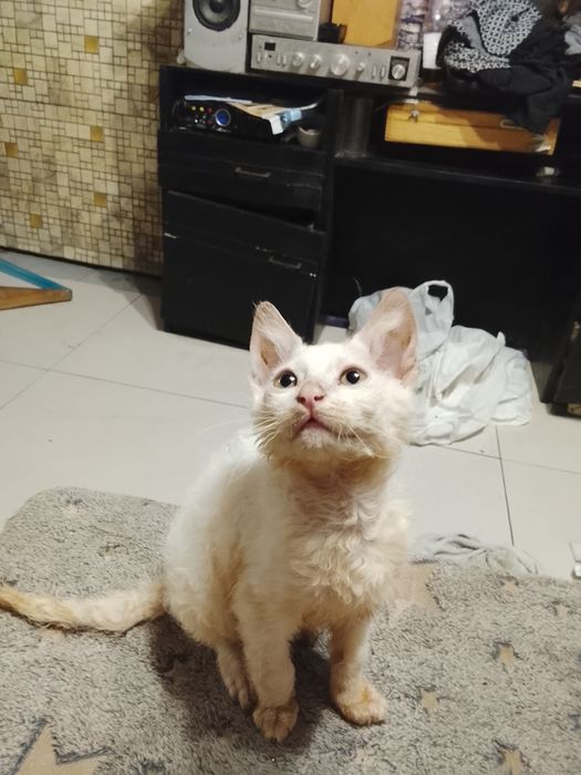 Котик донской. Сфинкс. Браш род. 17 09