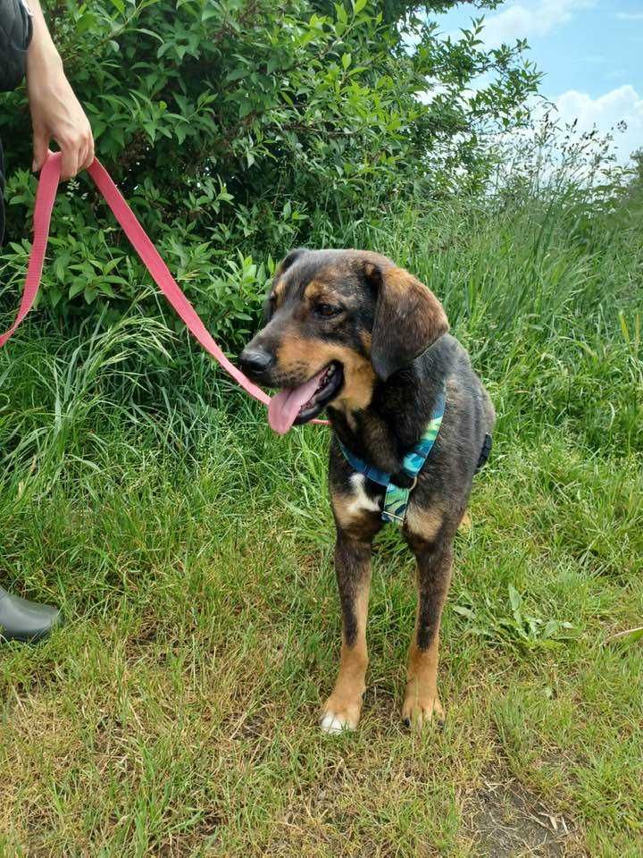 Szaruś - niewidoczny słodziak szuka nowej rodziny ADOPCJA