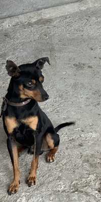 Cão pinscher para adoção