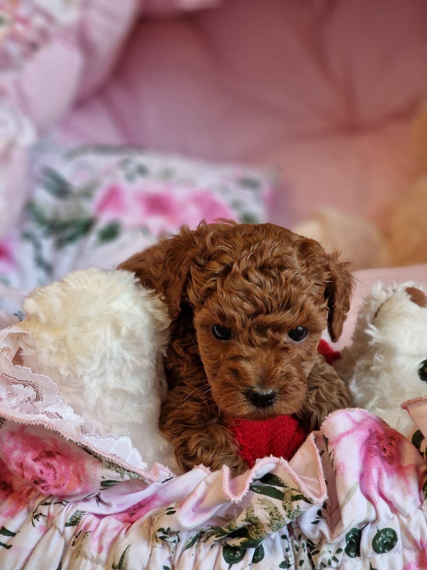 Śliczny chłopiec maltipoo  xxs