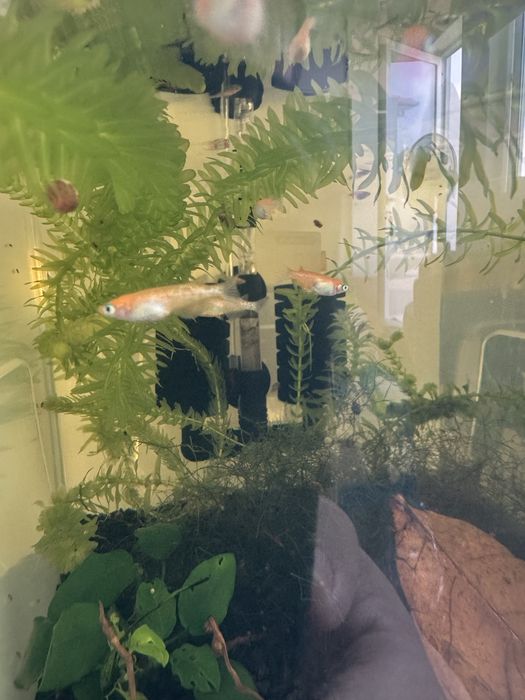 Peixes do Arroz Medaka – Lindos, resistentes e fáceis de criar