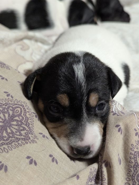 Цуценята Джек Рассел 3-х кольорові