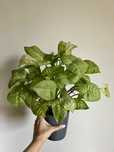 Syngonium milk confetti