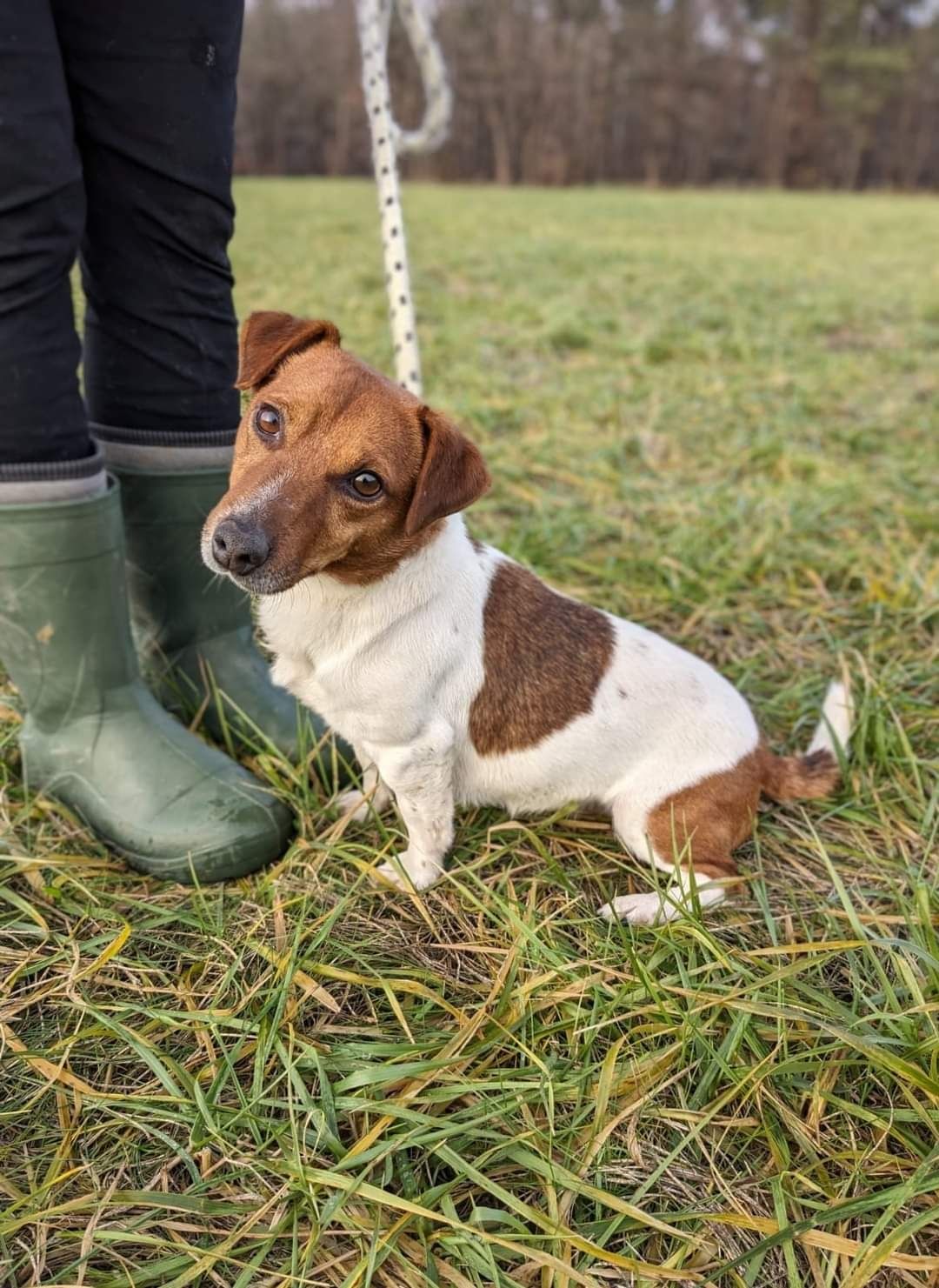 Psiak w typie Jack Russel Terriera szuka Domu!