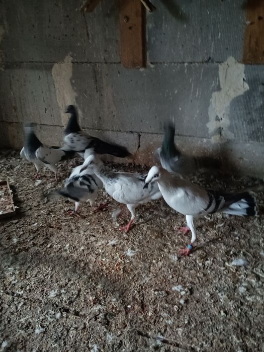 Gołebie pasioki szare