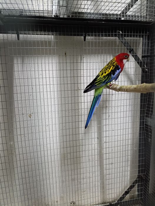 Vendo roselas machos