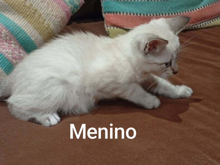 Gatos para adopção responsável