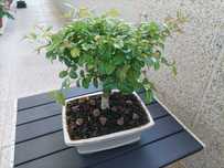 Bonsai Sageretia com 7 anos - Bonsai de interior ou exterior