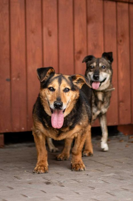 Zbyszek – jamnikowaty łasuch marzy o własnym domku!