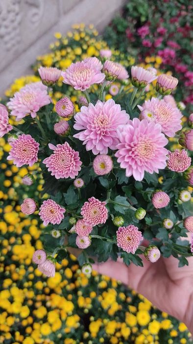 Хризантема мультифлора