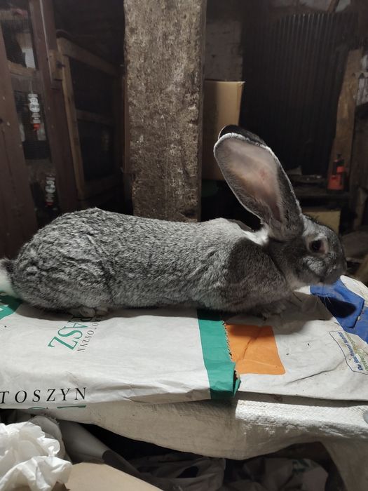 Olbrzym belgijski SZYNSZYLOWY