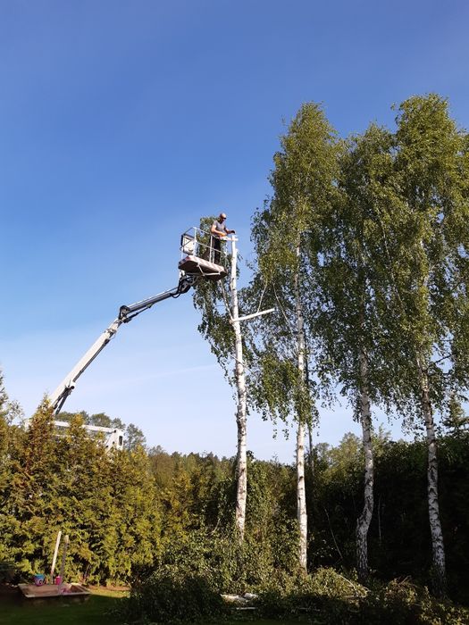 Wycinka drzew , usługi rębakiem,  podnośnik koszowy, frezowanie pni,