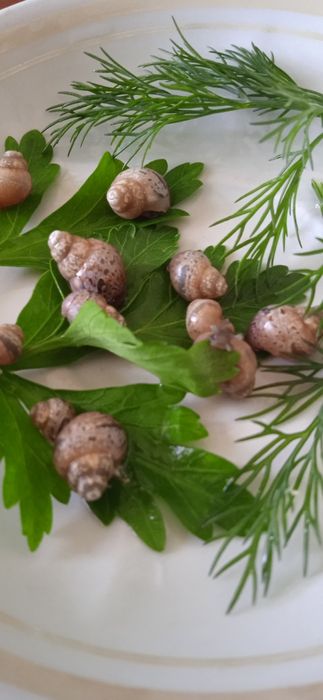 Продам улитки ахатины