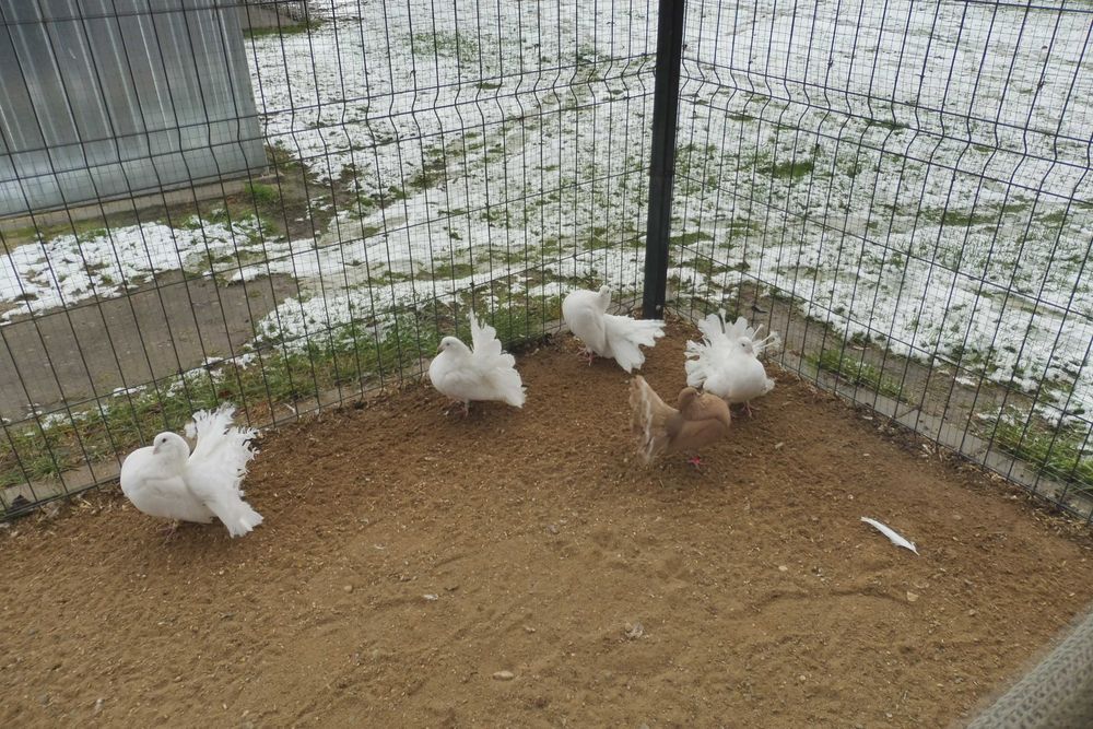 Sprzedam gołębie pawiki