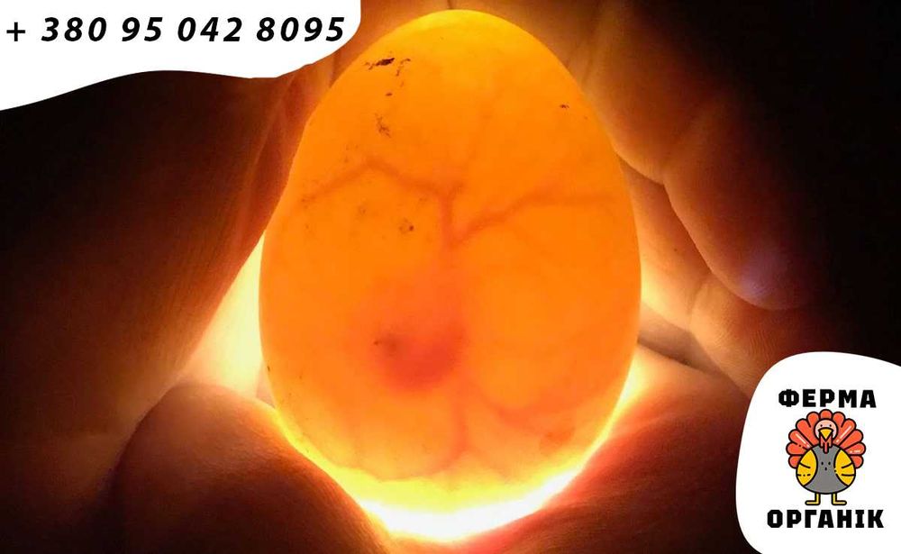 Угорське інкубаційне Яйце БІГ-6 Індичка