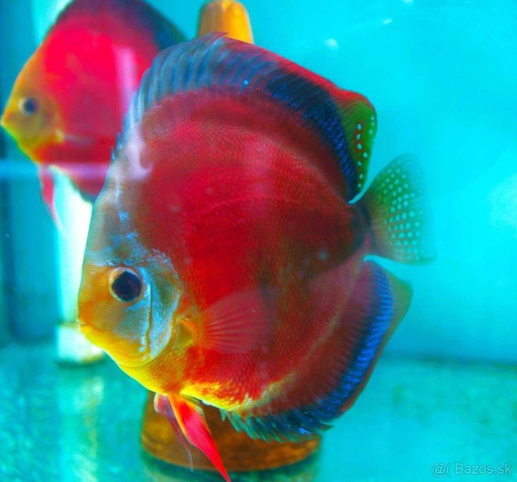 Paletki / Dyskowce / palety - 30 gatunkow SINER