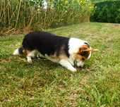 Welsh Corgi Pembroke piękny piesek tricolor ALO