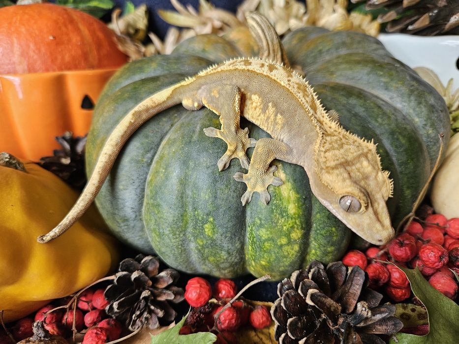 Gekony orzęsione duże.