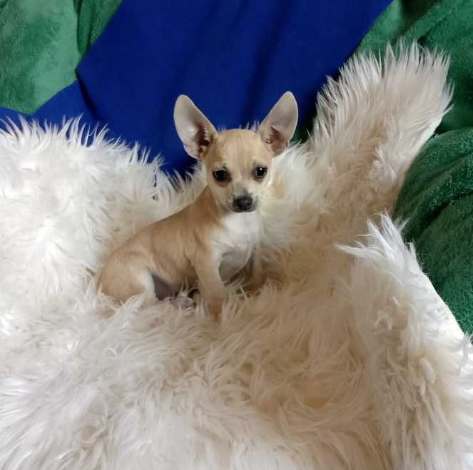 Chihuahua chłopiec