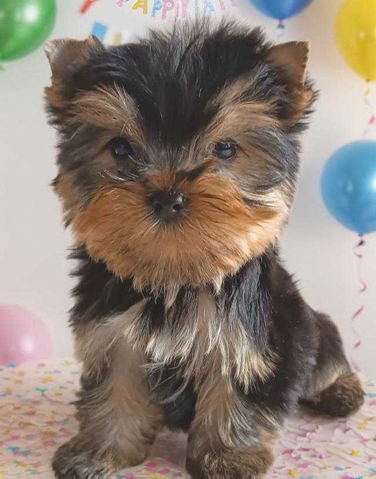 Эффектная мини йорочка. Baby face.