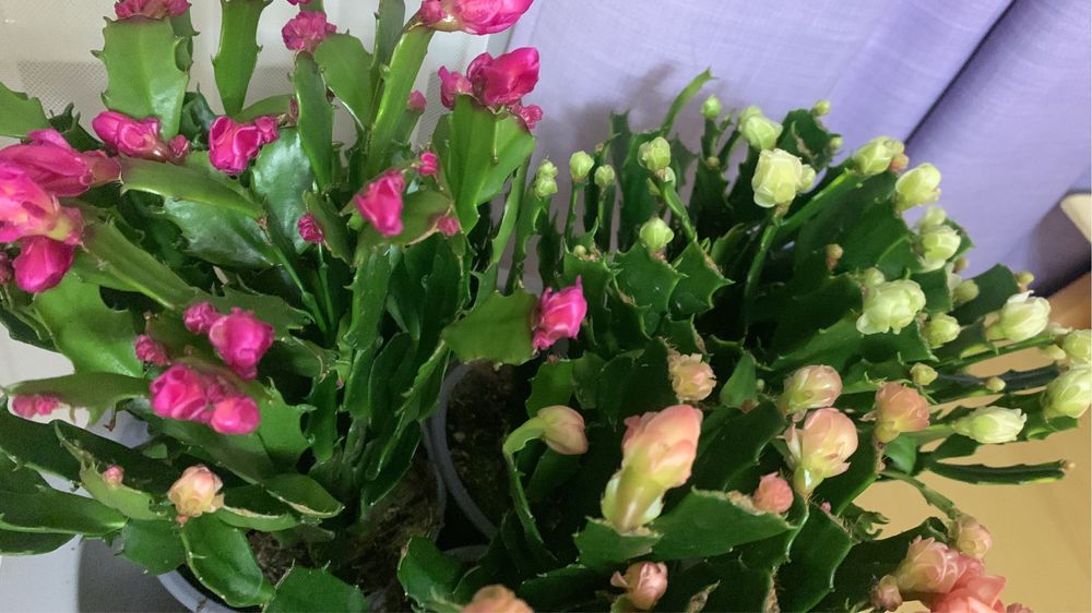 Кучеряві різдвяники