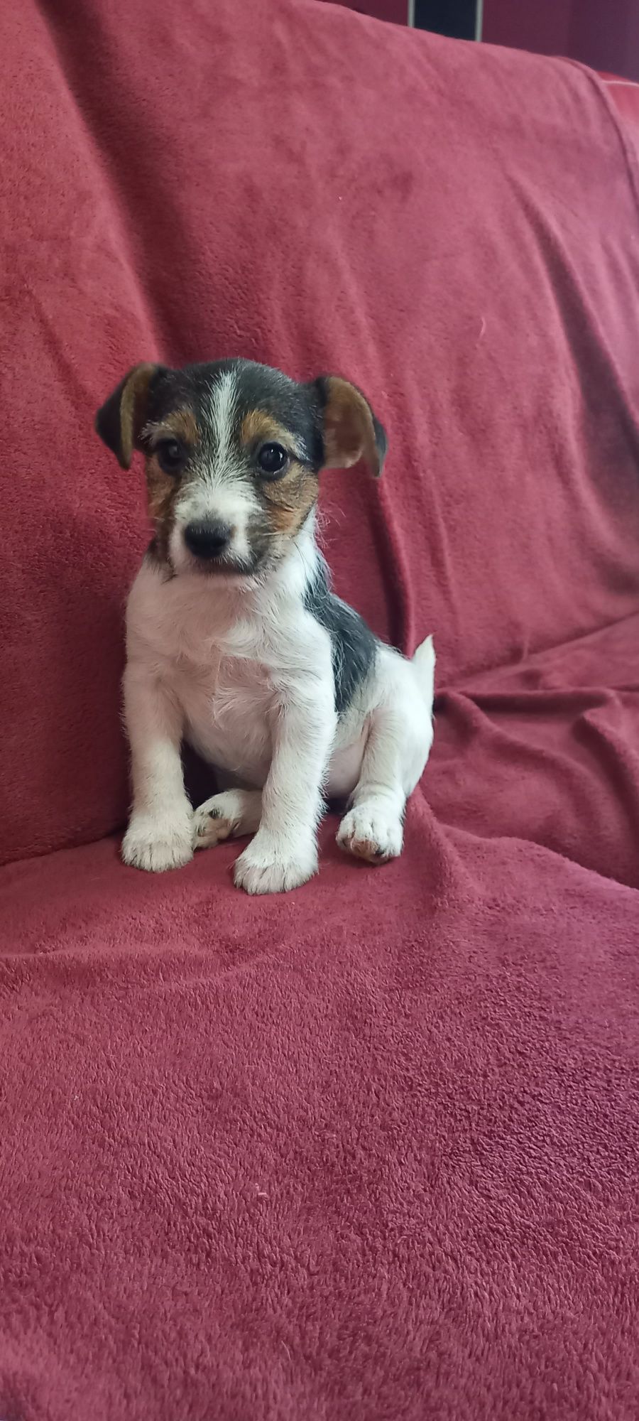Jack Russell terrier