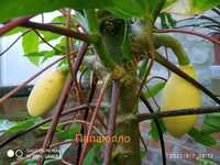 Саджанці рідкісної папайї - Папаюло