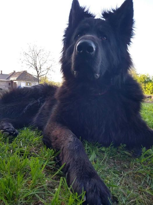 В'язка,злучка (Німецька вівчарка)