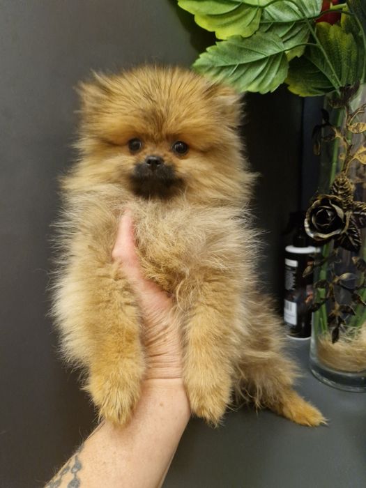 Szpic miniaturowy Pomeranian Boo sunieczka
