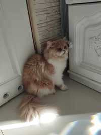 Piękny roczny  Kocur perski z Rodowodem-kotek skończył rok.
