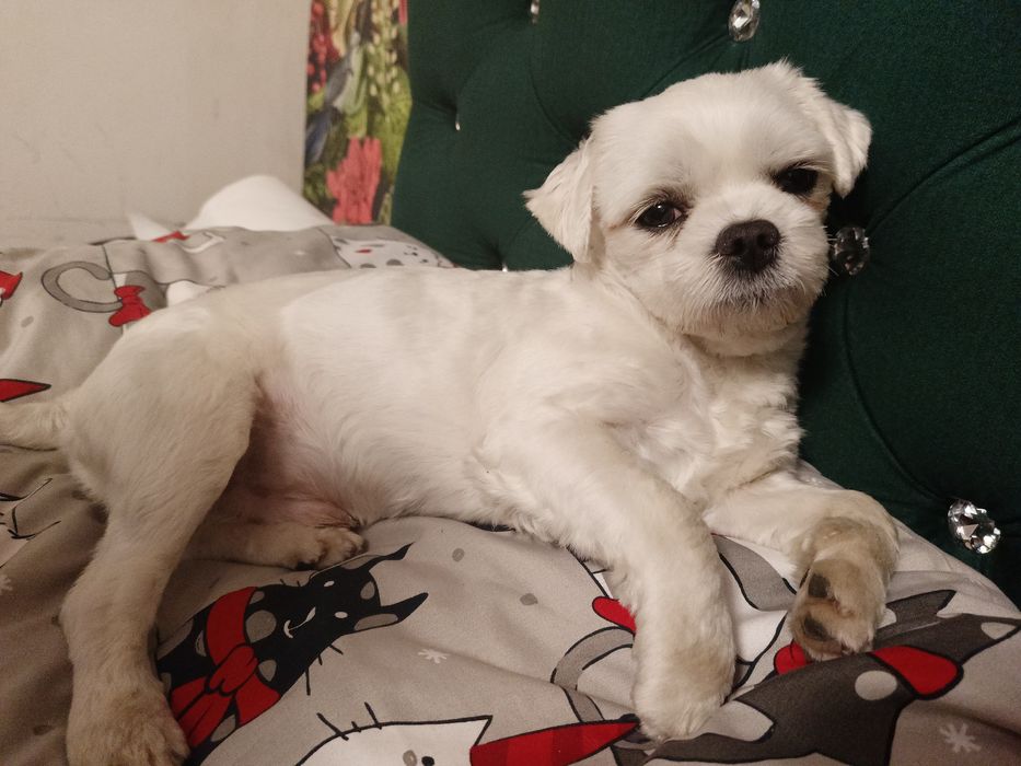 Maltanczyk reproduktor zhpr uci ale pies fci