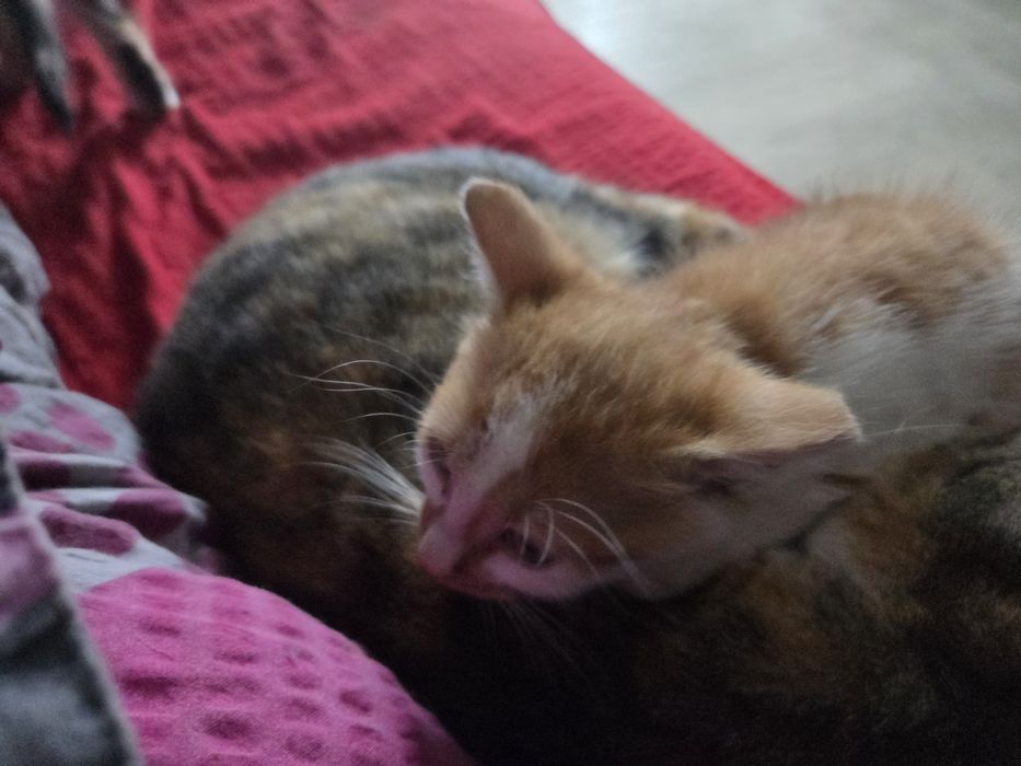 Kotki i kocurki do oddania