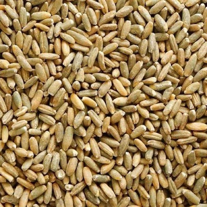 Żyto 2025 cena za metr