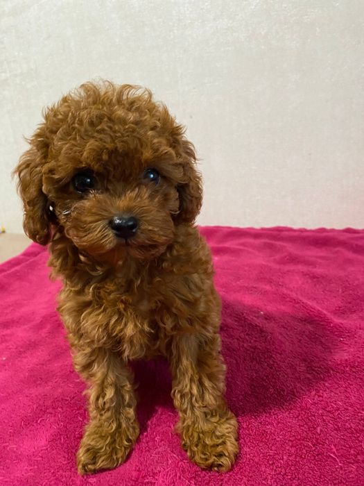 Той пудель дівчинка, Китай