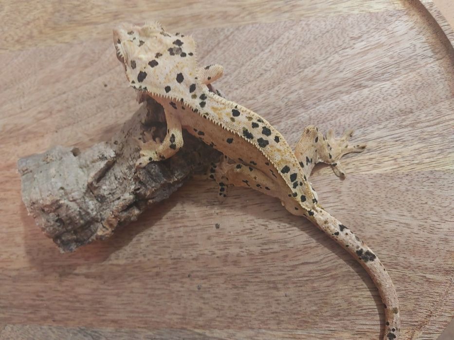 Gekony orzesione , gekon