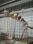Casais Diamante de Gould