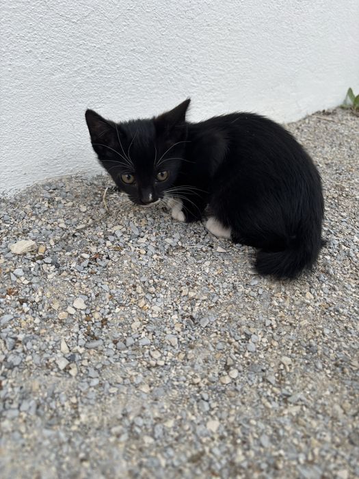 Gatinhos para adoção