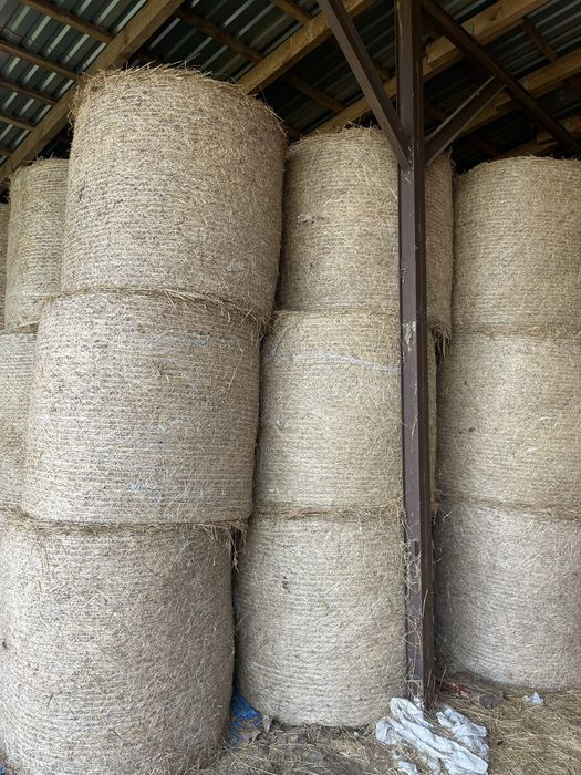 Siano w belach 130