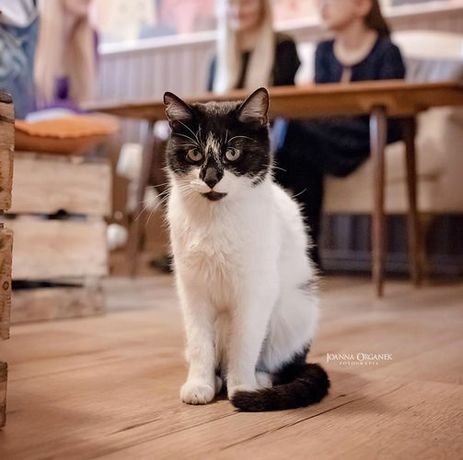 Beatka - koteczka z "Kociej Cafe"