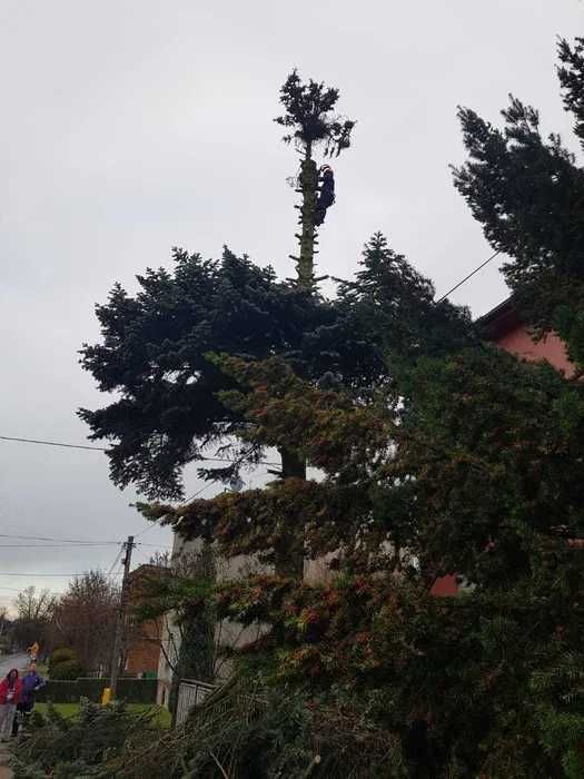 Wycinka drzew, pielęgnacja drzew, sprzedaż drewna. BEZPŁATNA WYCENA