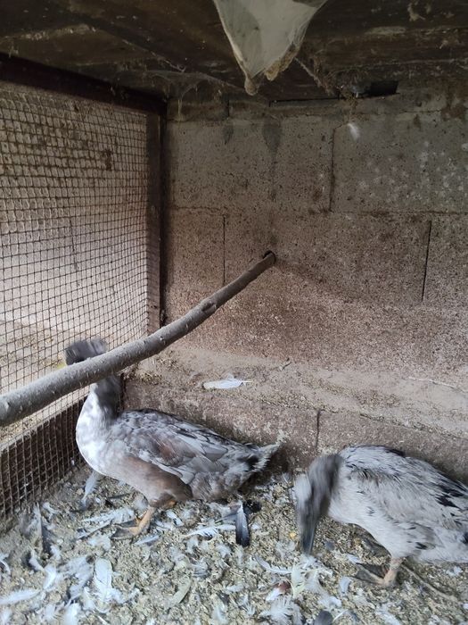 Patos marrecos de pompom