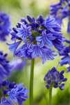 Agapant karłowy "Brilliant Blue", najobficiej kwitnąca odmiana.